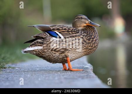 Colvert femelle se relaxant près de l'étang de canards (Anas platyrhynchos) Banque D'Images