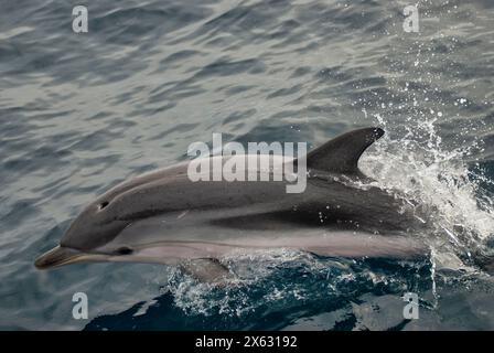 Capturé à mi-surf, un dauphin rayé, Stenella coeruleoalba, glisse sans effort sur l'eau, son corps élégant chatoyant dans la lumière Banque D'Images