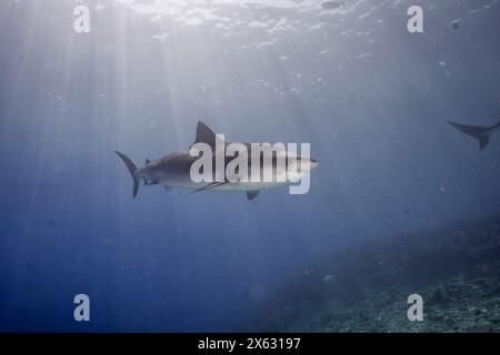 Cette image frappante montre un requin tigre nageant gracieusement au-dessus d'un fond marin sablonneux, sous la surface chatoyante de l'eau. La lumière du soleil fi Banque D'Images