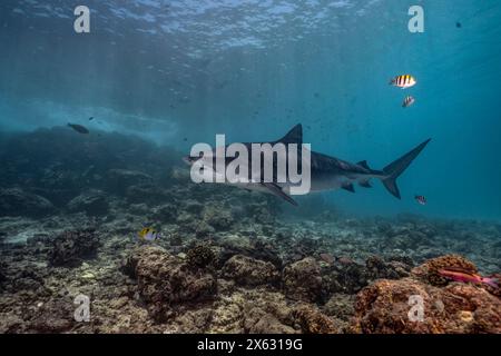 Un requin tigre naviguant gracieusement au-dessus d'un récif corallien vibrant. L'image est remplie d'une variété de petits poissons tropicaux nageant autour du requin, haut Banque D'Images