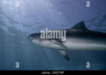 Un majestueux requin tigre (Galeocerdo cuvier) nage gracieusement sous la surface ensoleillée de l'océan. Les rayons du soleil pénètrent dans l'eau bleue claire, illu Banque D'Images