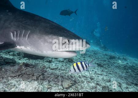 Un requin tigre (Galeocerdo cuvier) glisse près du fond de l'océan, sa figure formidable se démarquant parmi les poissons de récif et les rochers sous-marins. La clarté de Banque D'Images