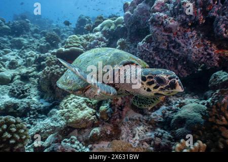 Une tortue de mer (Eretmochelys imbricata) explore un récif corallien vibrant. Cette tortue menacée se distingue par son bec pointu et courbé et Banque D'Images