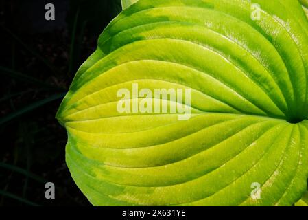 Feuille de Hosta Old Glory Banque D'Images