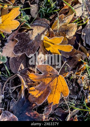 Feuilles tombées gelées rétro-éclairées gisant sur le sol en automne. ROYAUME-UNI Banque D'Images