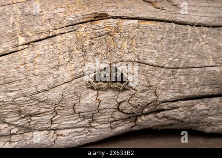 Ecliptopera silaceata famille Geometridae genre Ecliptopera petit phénix Moth nature sauvage photographie d'insectes, image, papier peint Banque D'Images