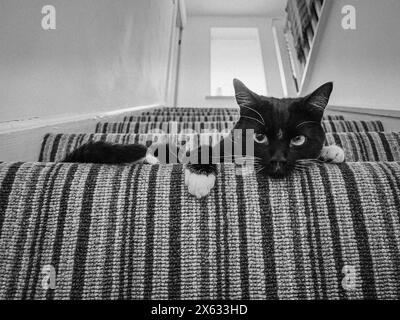 Chat de sauvetage noir et blanc, partiellement voyant, allongé sur une marche, regardant la caméra. Banque D'Images