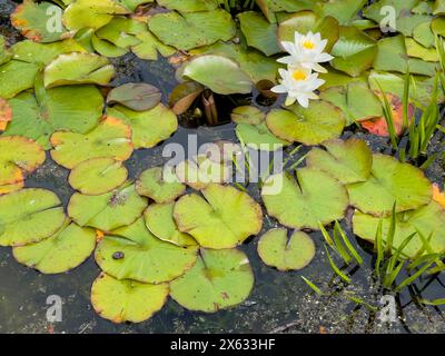 Nénuphar avec des fleurs blanches poussant dans un étang Banque D'Images