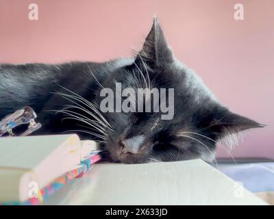 Gros plan d'un chat noir avec des moustaches blanches dormant sur un livre ouvert, sur un bureau. Banque D'Images