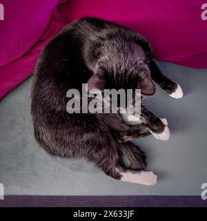 Chat noir et blanc dormant, enroulé endormi sur un canapé en velours gris avec des coussins rose vif. Banque D'Images