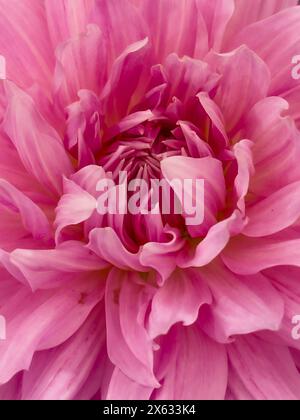 Gros plan des pétales centraux d'une grande fleur de dahlia rose Banque D'Images