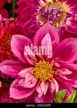 Gros plan de différents types de dahlias roses Banque D'Images