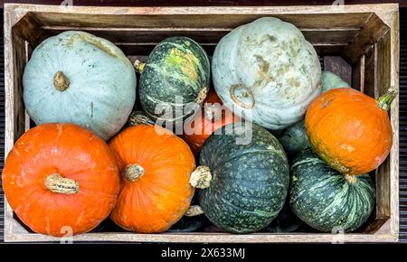 Vue en plan d'une boîte en bois contenant des citrouilles et des courges. Banque D'Images