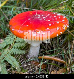 Amanita muscaria, communément connu sous le nom de mouche agarique ou mouche amanita poussant dans une parcelle d'herbe. Banque D'Images