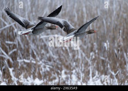 Paire d'oies de drapeau gris volant devant des roseaux enneigés après de fortes chutes de neige à Helsinki, en Finlande, en hiver mûrier le plus froid depuis dix ans Banque D'Images