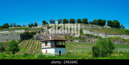 Vignobles près de Achkarren/Birkensohl, Kaiserstuhl. Breisgau, Bade-Württemberg, Allemagne, Europe Banque D'Images