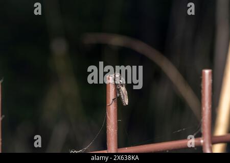 Bibio marci famille Bibionidae genre Bibio St. Mark's Fly Hawthorn Fly Mosquito Wild nature insecte papier peint, photographie, image Banque D'Images