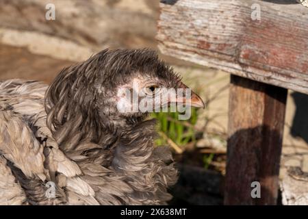 Gallus gallus domesticus famille Phasianidae genre Gallus poulet aux couleurs vives Banque D'Images