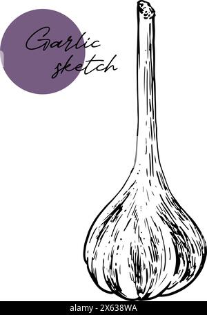 Icône d'esquisse d'ail dessinée à la main. Vecteur badge végétal dans le vieux style d'encre pour brochures, bannière, menu de restaurant, marché. Illustration de Vecteur