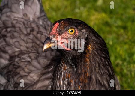 Gallus gallus domesticus famille Phasianidae genre Gallus poulet aux couleurs vives Banque D'Images