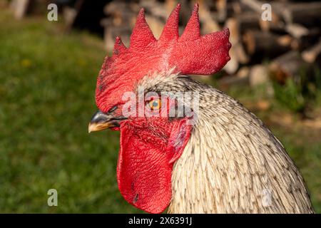 Gallus gallus domesticus famille Phasianidae genre Gallus poulet aux couleurs vives Banque D'Images