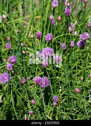 Une rose fleurs de ciboulette, Allium schoenoprasum poussant dans le jardin Banque D'Images