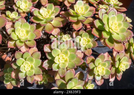 Plantes succulentes d'Aeonium haworthii 'Kiwi' Banque D'Images