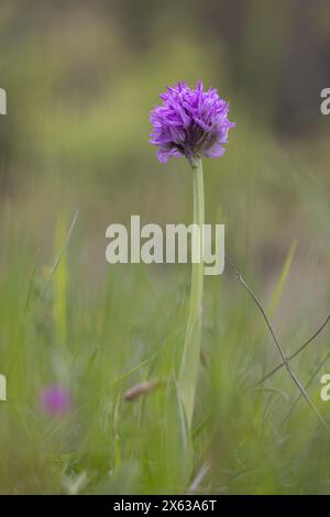 Orchidées sauvages, orchidée à trois dents (Neotinea tridentata), Abruzzes, Italie Banque D'Images