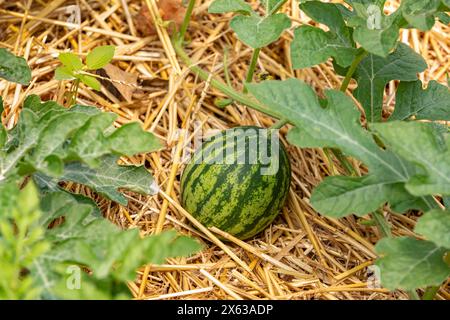 Pastèque poussant dans le jardin avec paillis de paille. Jardinage, produits biologiques et concept de jardin maison. Banque D'Images