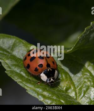 Arlequin Ladybird Harmonia axyridis Banque D'Images