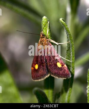 Moth Pyrausta aurata Banque D'Images