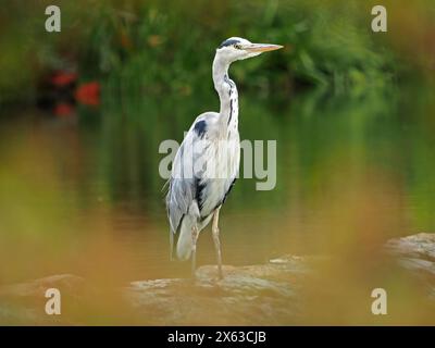 Heron gris (Ardea cinerea) debout sur le déversoir de la rivière Lyvennet en Cumbria, Angleterre, Royaume-Uni Banque D'Images