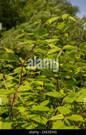 L'herbe noueuse japonaise Reynoutria japonica est une espèce envahissante de plantes non indigènes Banque D'Images