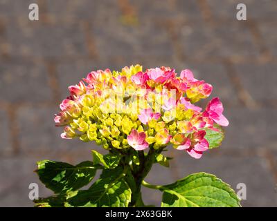 Une fleur d'hortensia vibrante avec des pointes roses et jaunes, sur un fond neutre flou, sous la lumière du soleil. Banque D'Images