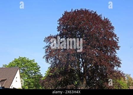 Blutbuche im Frühling Eine Blutbuche, auch Purpurbuche genannt, erreicht wie die Rotbuche große Höhen *** hêtre européen au printemps Un hêtre européen, aussi connu sous le nom de hêtre violet, atteint de grandes hauteurs comme le hêtre cuivré Banque D'Images