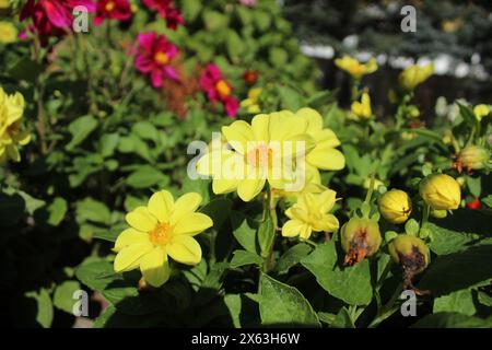 Le dahlia jaune fleurit dans un parterre de fleurs en été. Aménagement paysager des parcs de la ville. Culture des fleurs. Banque D'Images