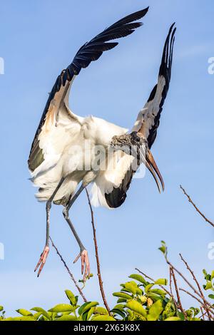 Débarquement de la cigogne des bois (Mycteria americana) - Wakodahatchee Wetlands, Delray Beach, Floride, États-Unis Banque D'Images