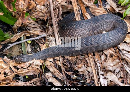 Serpent d'eau du Sud (Nerodia fasciata) - Wakodahatchee Wetlands, Delray Beach, Floride, États-Unis Banque D'Images