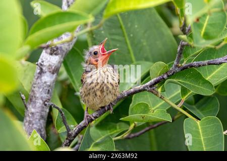 Mignon oiseau noir à ailes rouges (Agelaius phoeniceus) mendier pour la nourriture - Green Cay Wetlands, Boynton Beach, Floride, États-Unis Banque D'Images