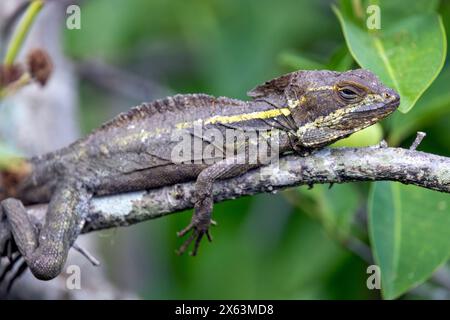 Basilisk (Basiliscus vittatus marron) - Green Cay Les zones humides, Boynton Beach, Floride, USA Banque D'Images