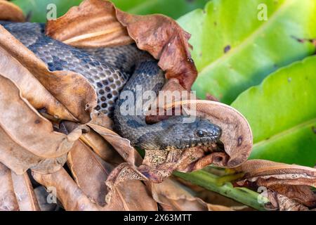 Serpent d'eau brun juvénile (Nerodia taxispilota) - terres humides de Green Cay, Boynton Beach, Floride, États-Unis Banque D'Images