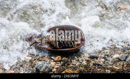 Un crabe en fer à cheval de l'Atlantique est attrapé au milieu des vagues sur une plage rocheuse Banque D'Images