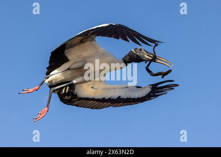 Cigogne des bois (Mycteria americana) en vol avec du matériel de nidification - Wakodahatchee Wetlands, Delray Beach, Floride, États-Unis Banque D'Images