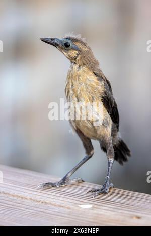 Grackle juvénile à queue de bateau (Quiscalus major) - Wakodahatchee Wetlands, Delray Beach, Floride, États-Unis Banque D'Images