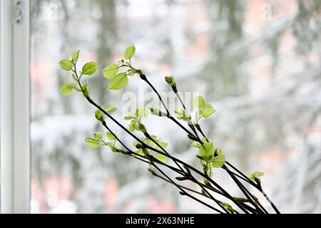 bourgeon de feuille d'arbre linden émergeant et s'ouvrant sur fond neutre Banque D'Images