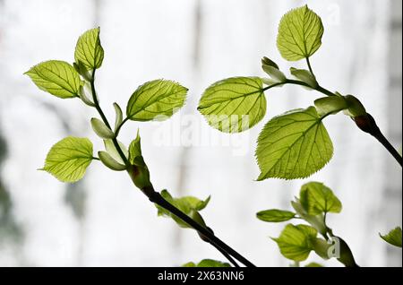 bourgeon de feuille d'arbre linden émergeant et s'ouvrant sur fond neutre Banque D'Images