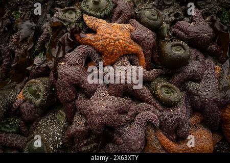 Orange ocre Sea Star au sommet d'Un tas d'étoiles violettes de la mer le long de la côte de l'Oregon Banque D'Images