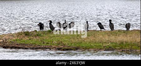 Cormorans à crête double (Nannopterum auritum) dans le lac Evergreen, Colorado Banque D'Images