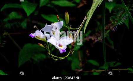 Fleur de Spathoglottis plicata (anggrek tanah Filipina, anggrek tanah, orchidée philippine) Banque D'Images