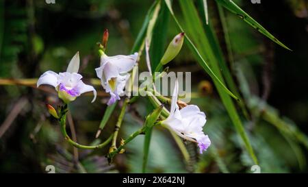 Fleur de Spathoglottis plicata (anggrek tanah Filipina, anggrek tanah, orchidée philippine) Banque D'Images